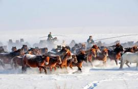 2013海拉尔（冰雪）场地越野锦标赛元月下旬举行